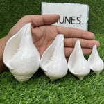 Natural Left Hand Shankh, Conch Shell, Set Of 4