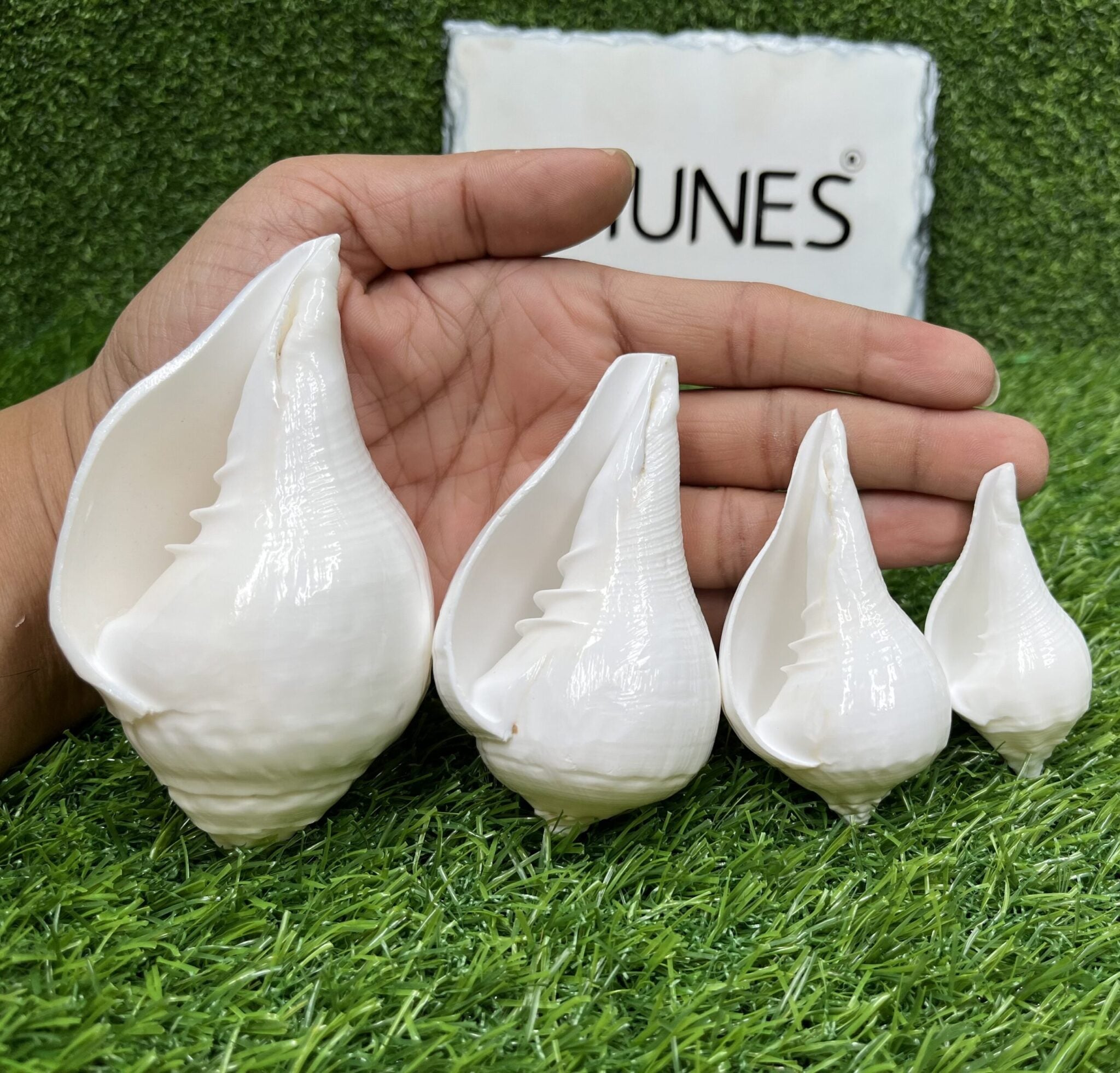 Natural Left Hand Shankh, Conch Shell, Set Of 4