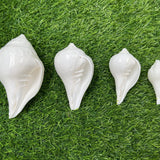 Bhunes Natural Left Hand Shankh, Conch Shell, Set Of 4,White, 5 Inch, 1 Piece