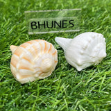Bhunes Natural Non Blowing Pooja Small Right Handed Lakshmi Valampuri Shankh, Dakshinavarti Conch,White, 3 Inch, 1 Piece