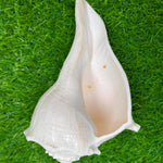 Natural Non Blowing Right Hand Pooja Lakshmi Valampuri Shankh, Dakshinavarti Conch