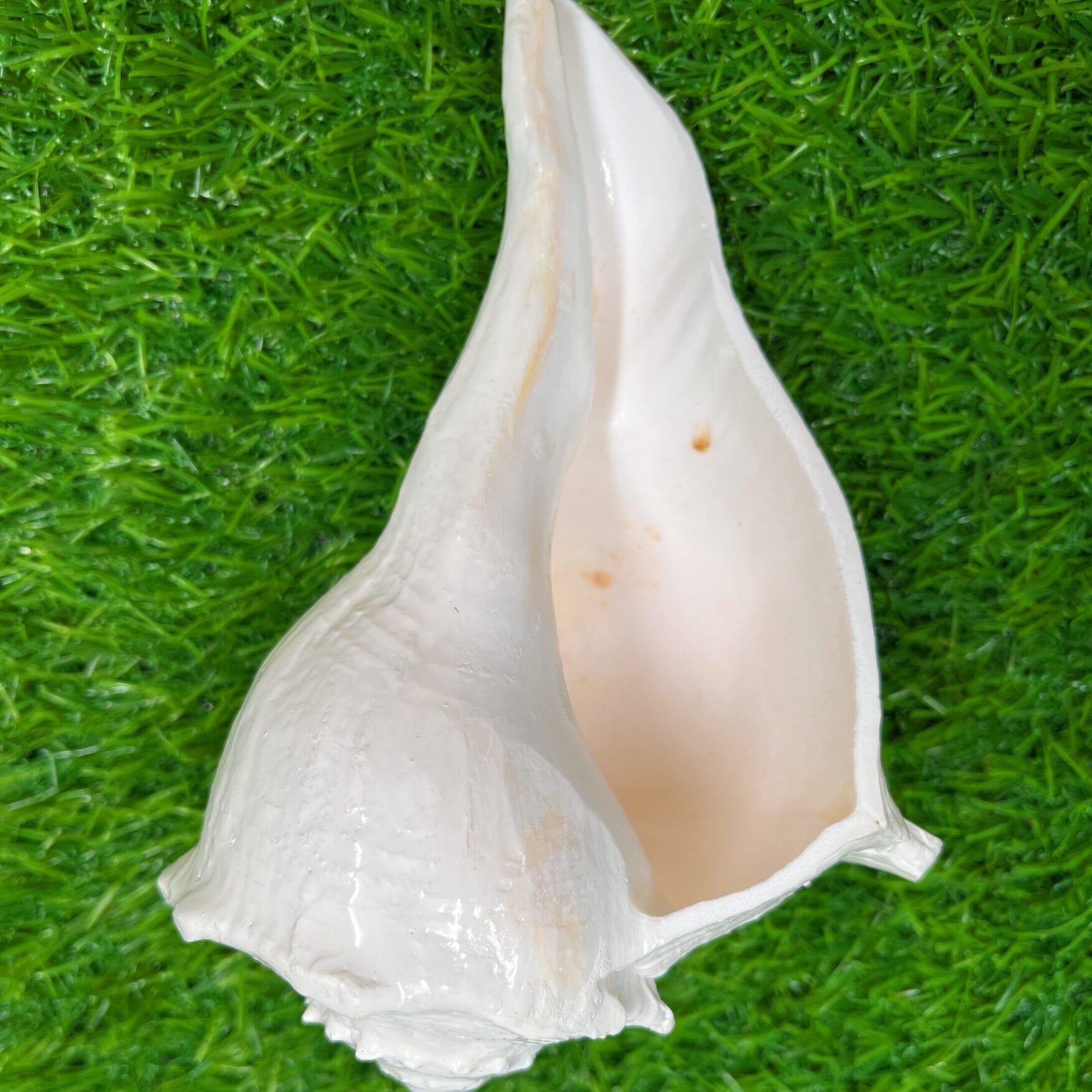 Natural Non Blowing Right Hand Pooja Lakshmi Valampuri Shankh, Dakshinavarti Conch