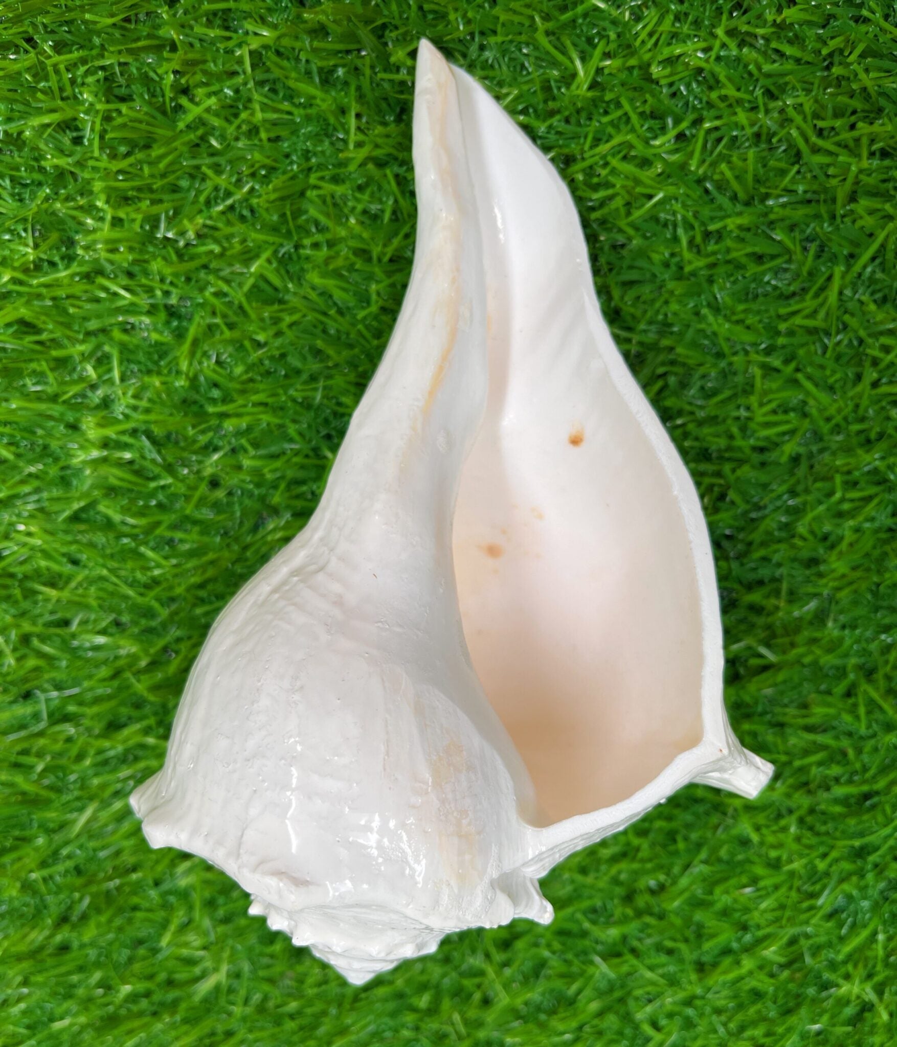 Natural Non Blowing Right Hand Pooja Lakshmi Valampuri Shankh, Dakshinavarti Conch