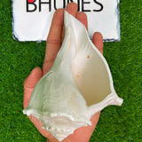 Bhunes Natural Non Blowing Right Hand Pooja Lakshmi Valampuri Shankh, Dakshinavarti Conch,White, 6.5 Inch, 1 Piece