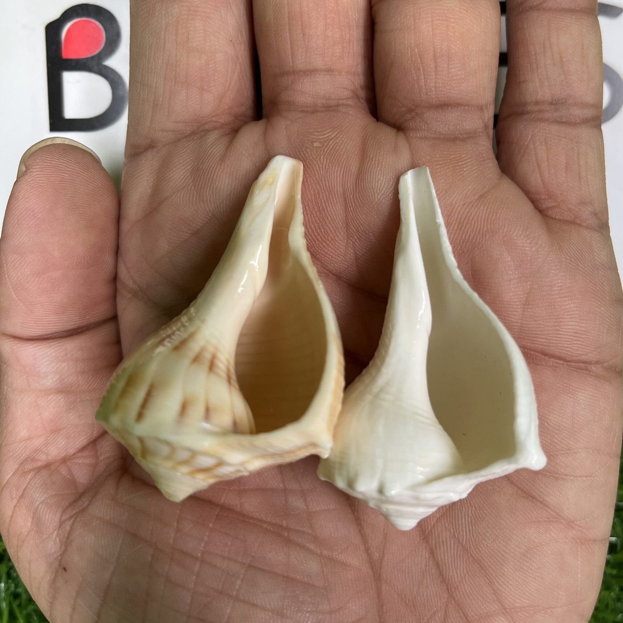 Natural Non Blowing Pooja Small Right Handed Lakshmi Valampuri Shankh, Dakshinavarti Conch