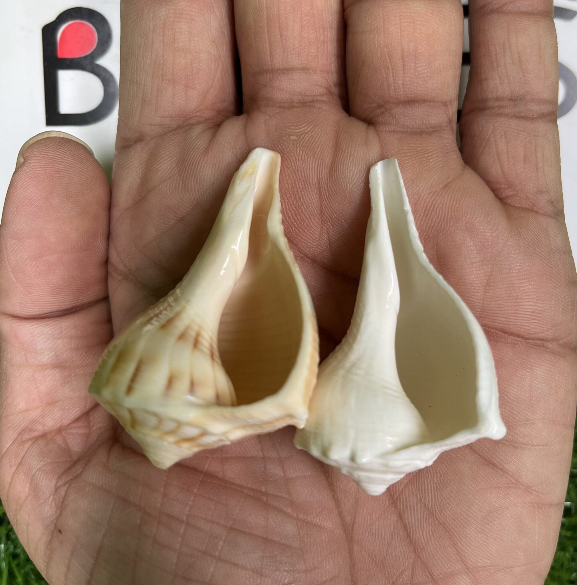 Natural Non Blowing Pooja Small Right Handed Lakshmi Valampuri Shankh, Dakshinavarti Conch