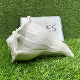 Bhunes Natural Non Blowing Right Hand Pooja Lakshmi Valampuri Shankh, Dakshinavarti Conch,White, 6.5 Inch, 1 Piece