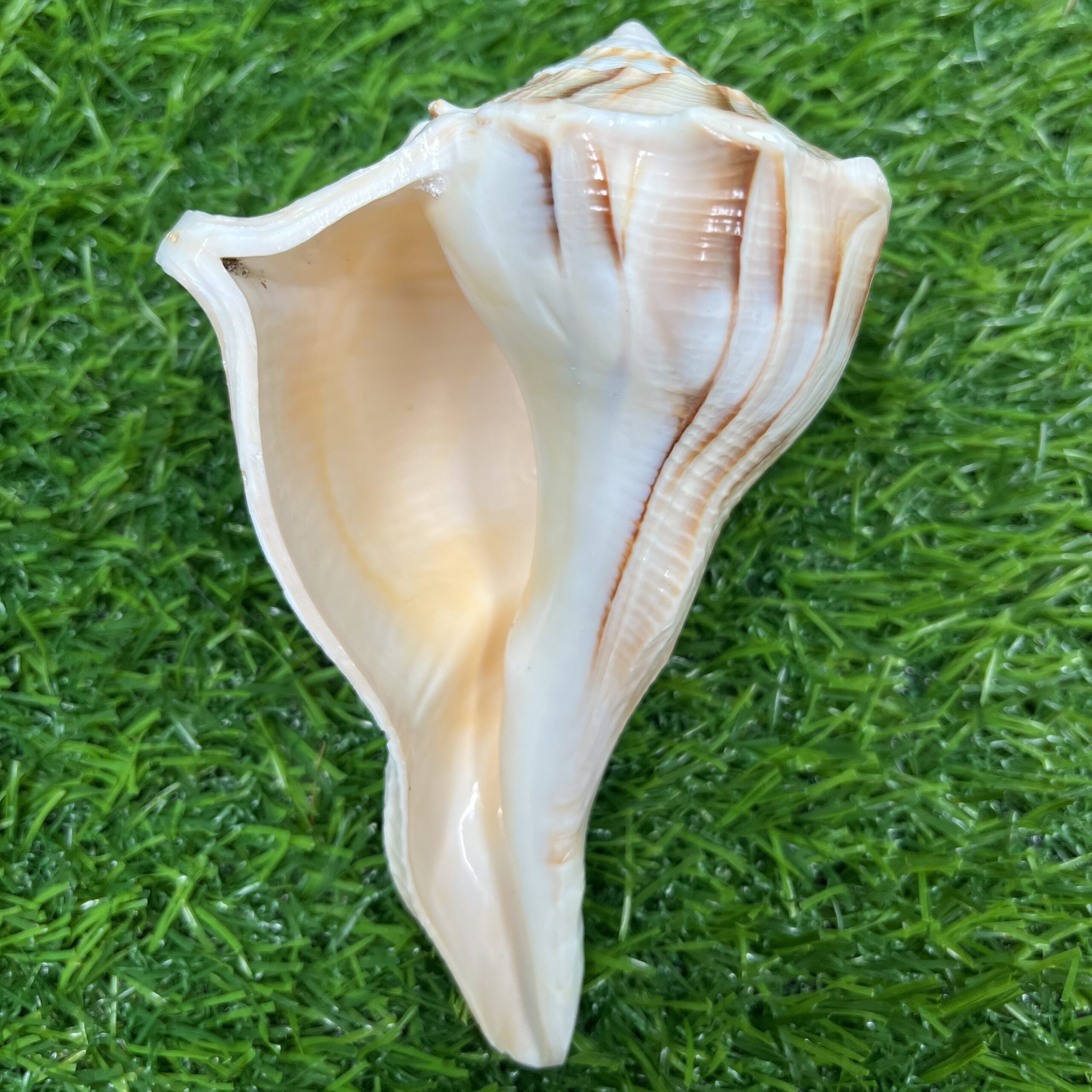Natural Non Blowing Pooja Right Handed Lakshmi Valampuri Shankh, Dakshinavarti Conch